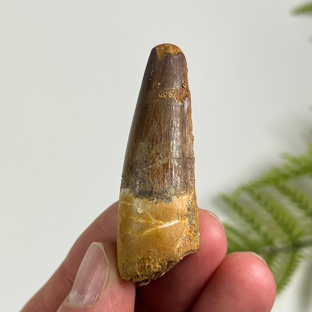 Spinosaurus Tooth