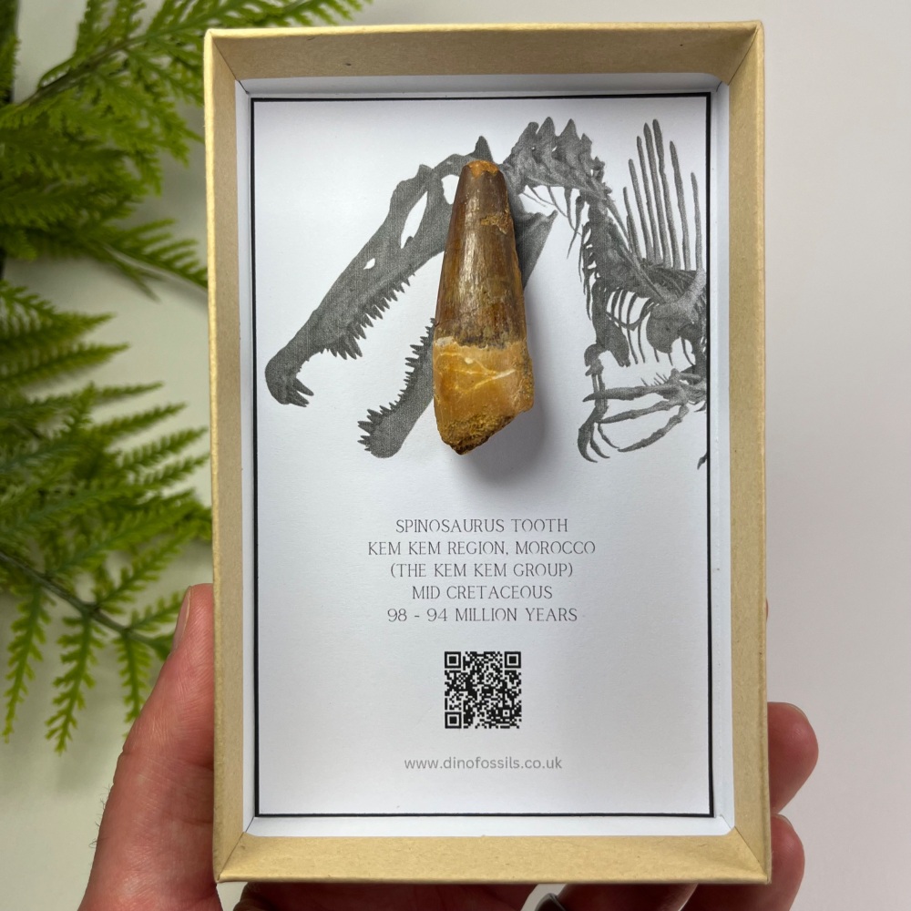 Spinosaurus Tooth