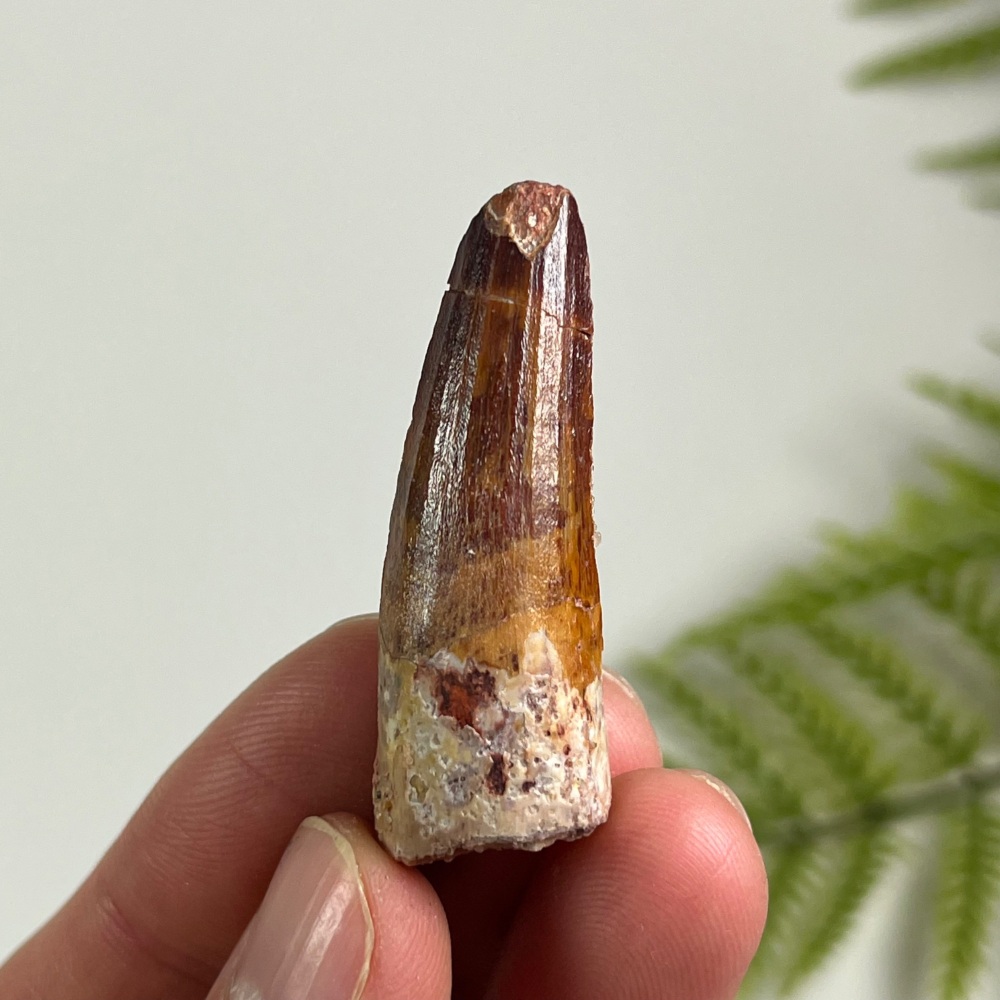Spinosaurus Tooth