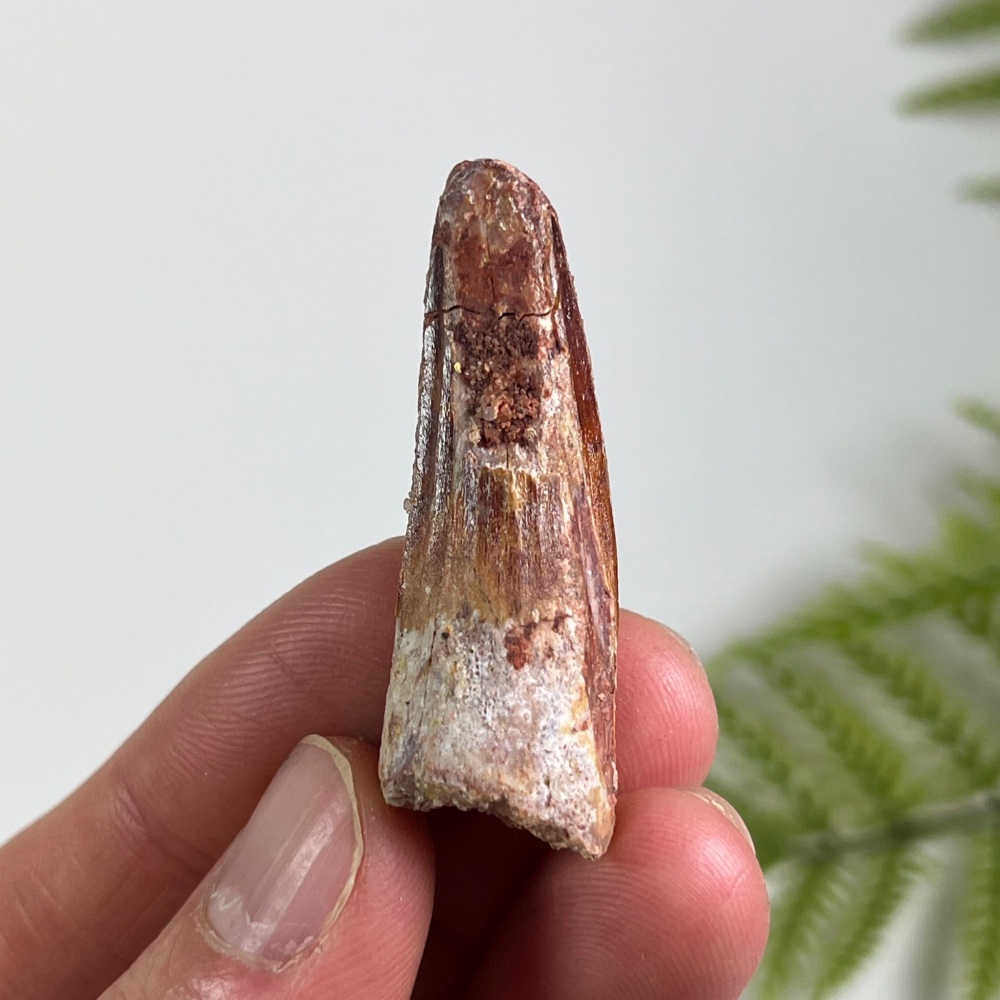 Spinosaurus Tooth