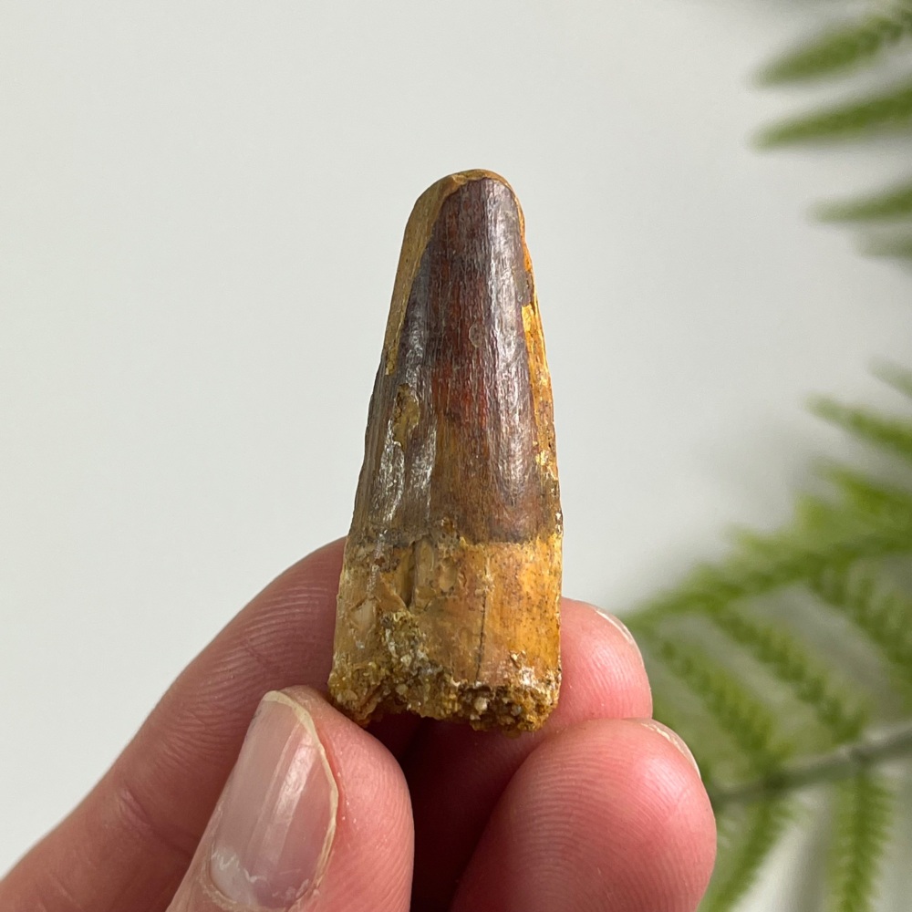 Spinosaurus Tooth
