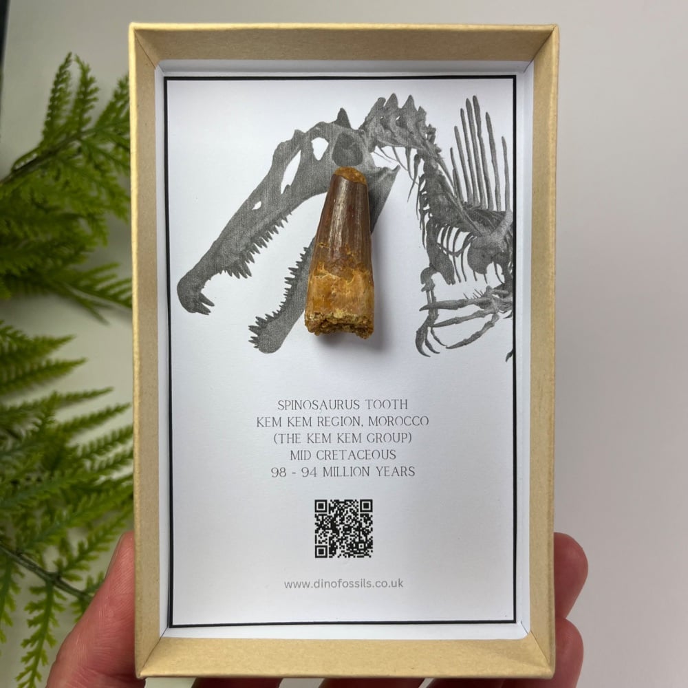Spinosaurus Tooth