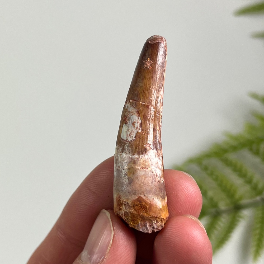Spinosaurus Tooth