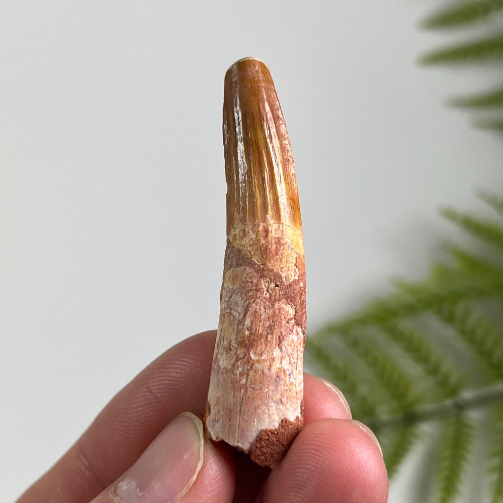 Spinosaurus Tooth