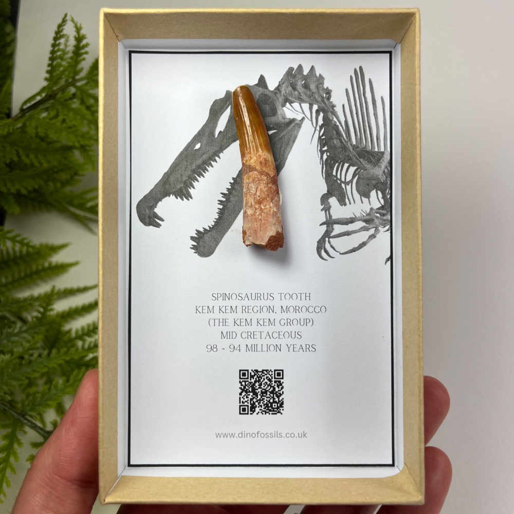 Spinosaurus Tooth
