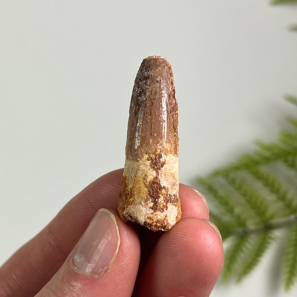 Spinosaurus Tooth