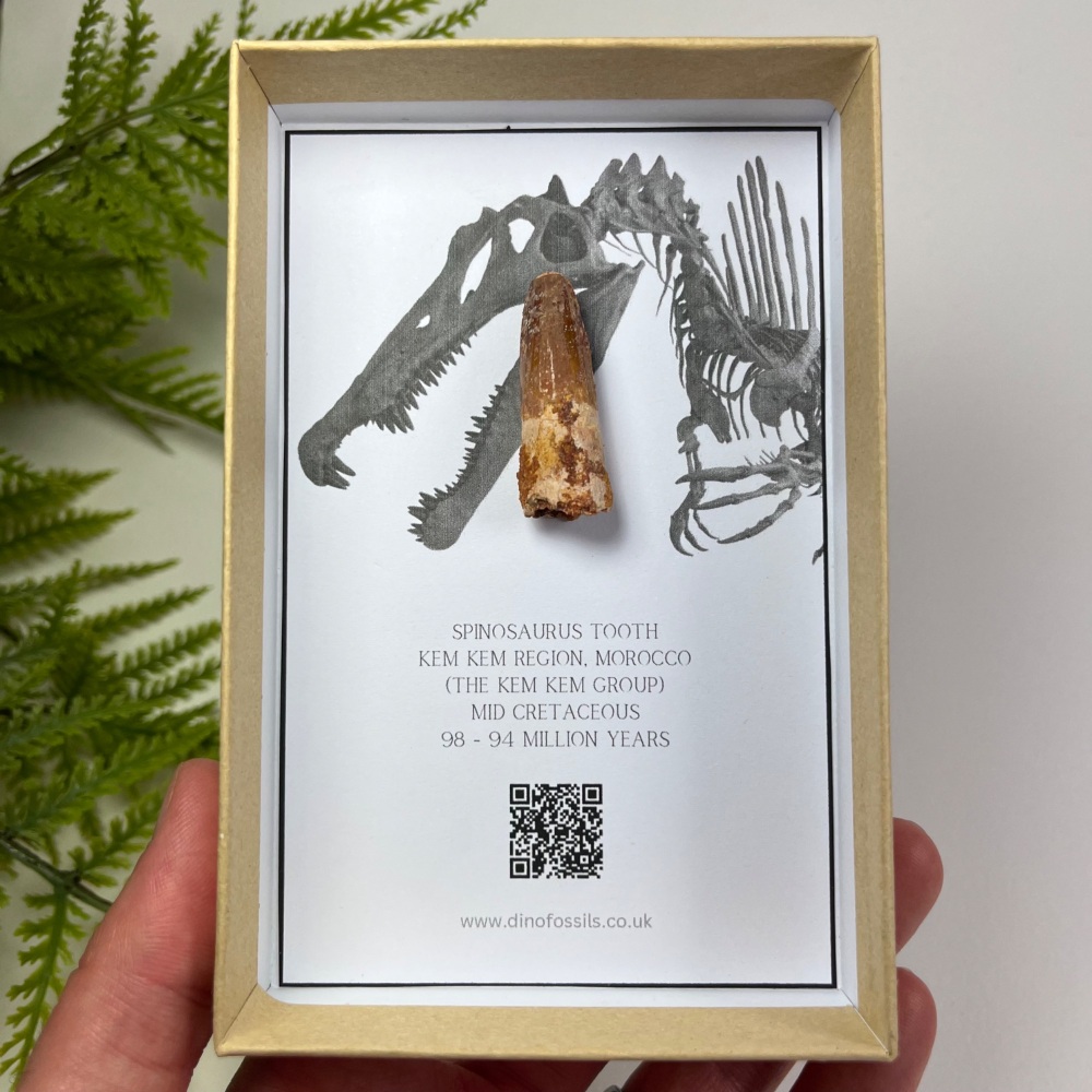 Spinosaurus Tooth
