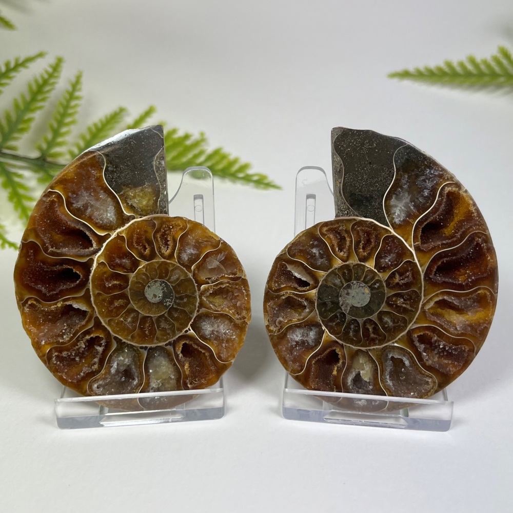 Ammonite (Cut & Polished)