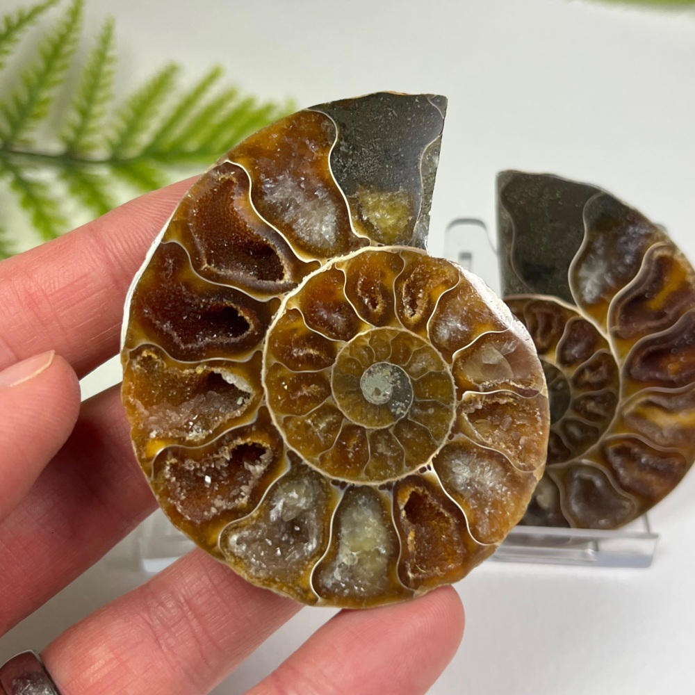 Ammonite (Cut & Polished)