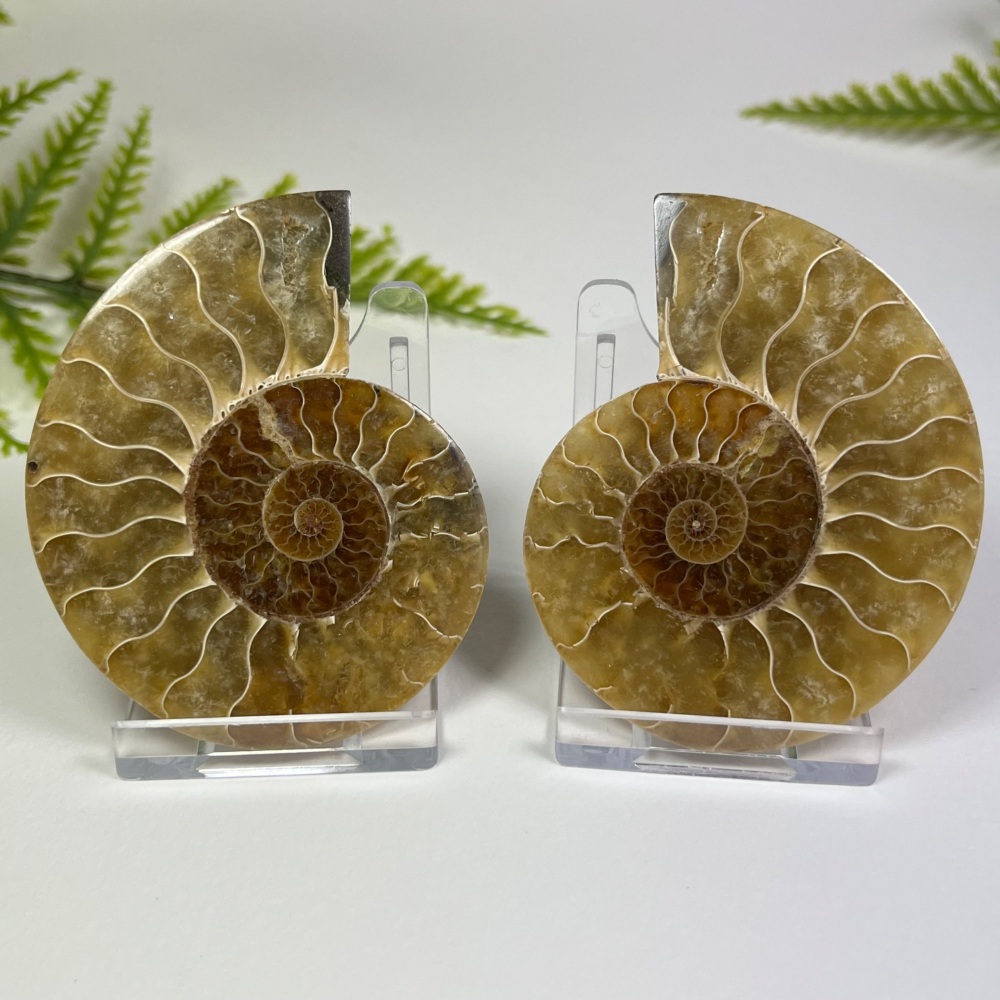 Ammonite (Cut & Polished)