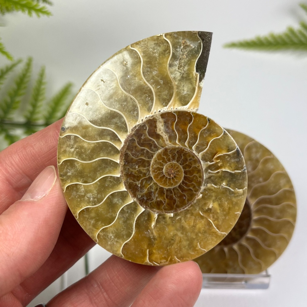 Ammonite (Cut & Polished)
