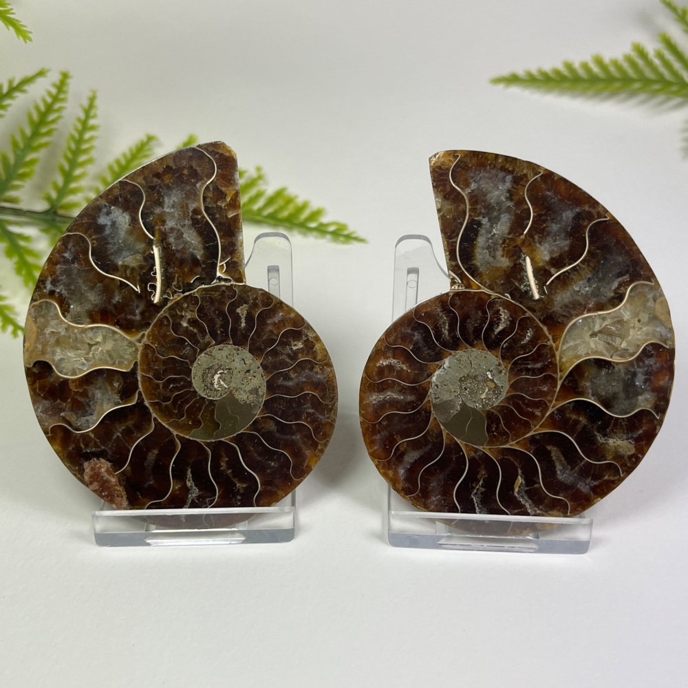 Ammonite (Cut & Polished)