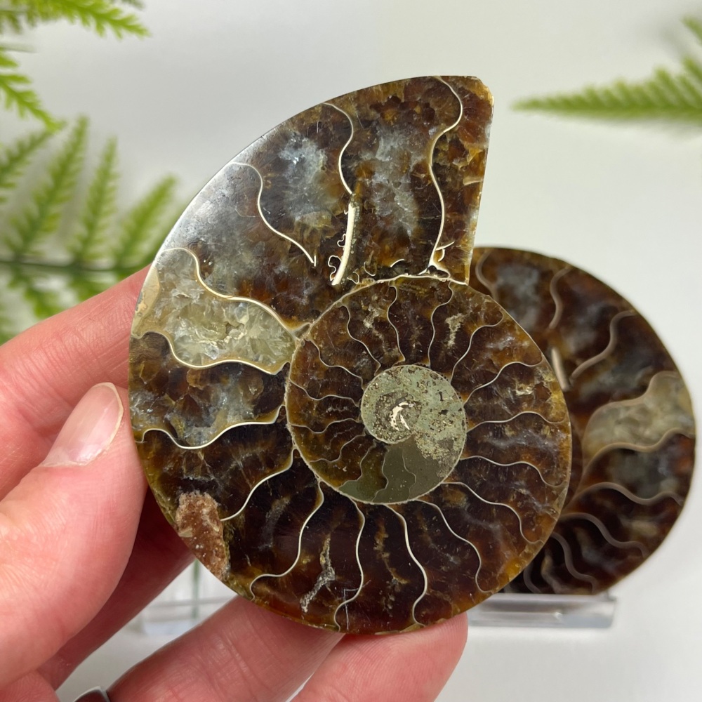 Ammonite (Cut & Polished)