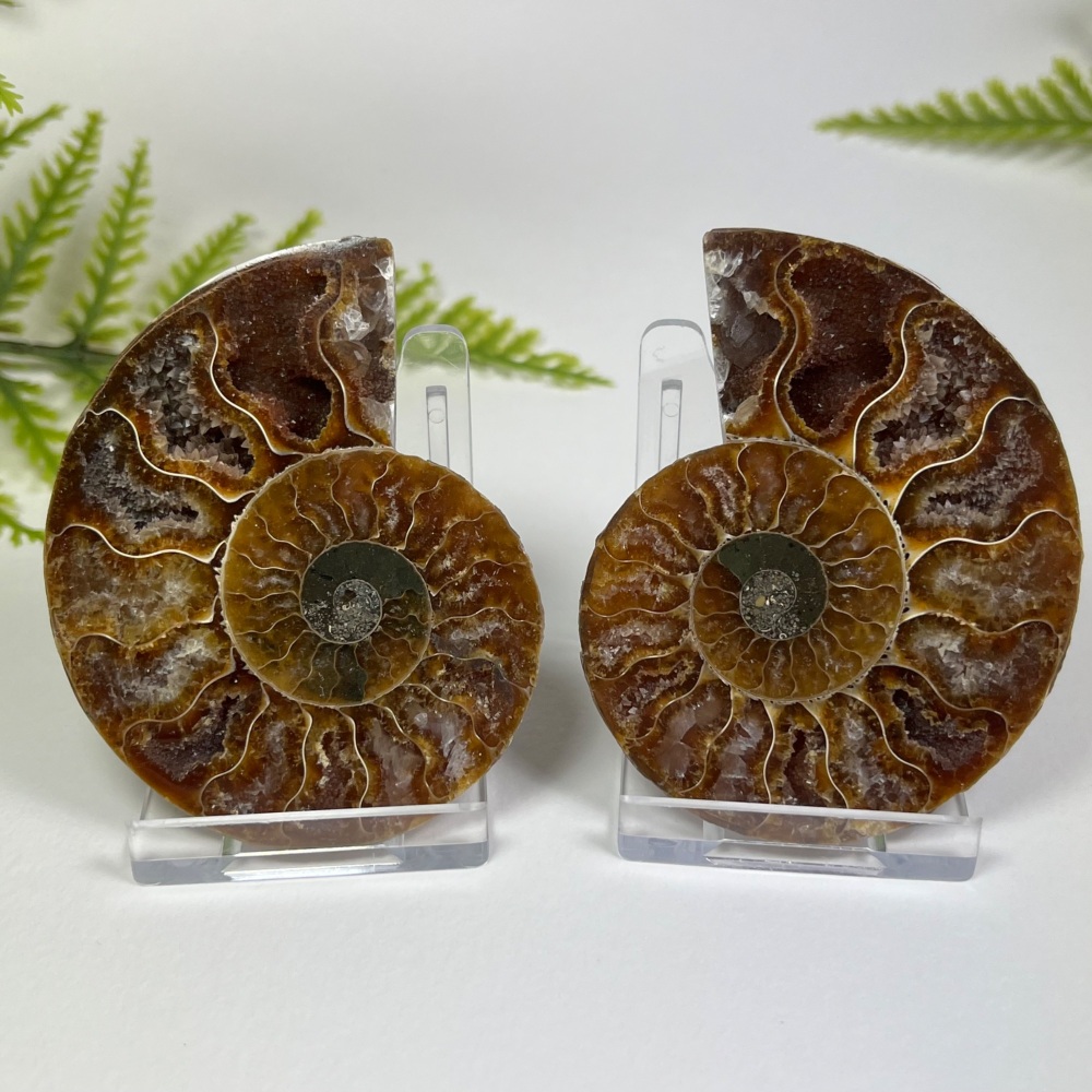 Ammonite (Cut & Polished)