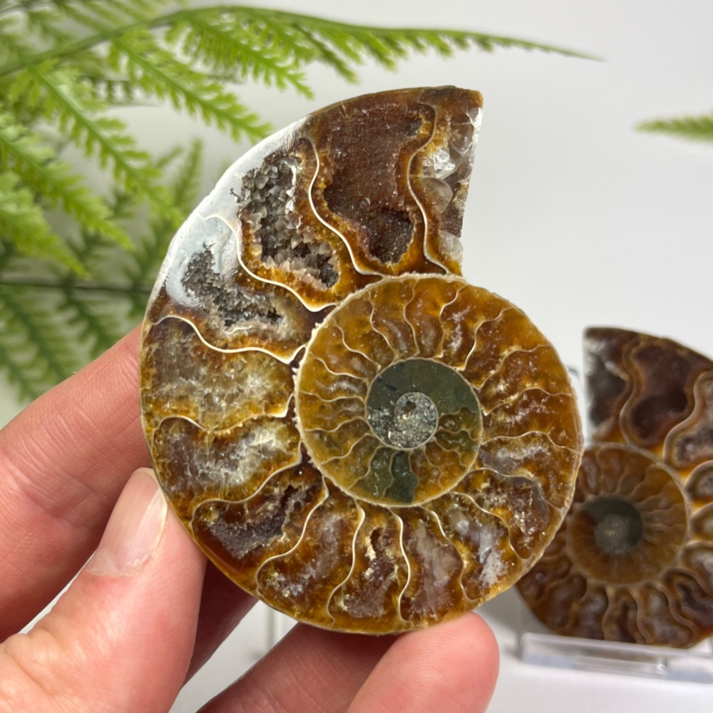 Ammonite (Cut & Polished)