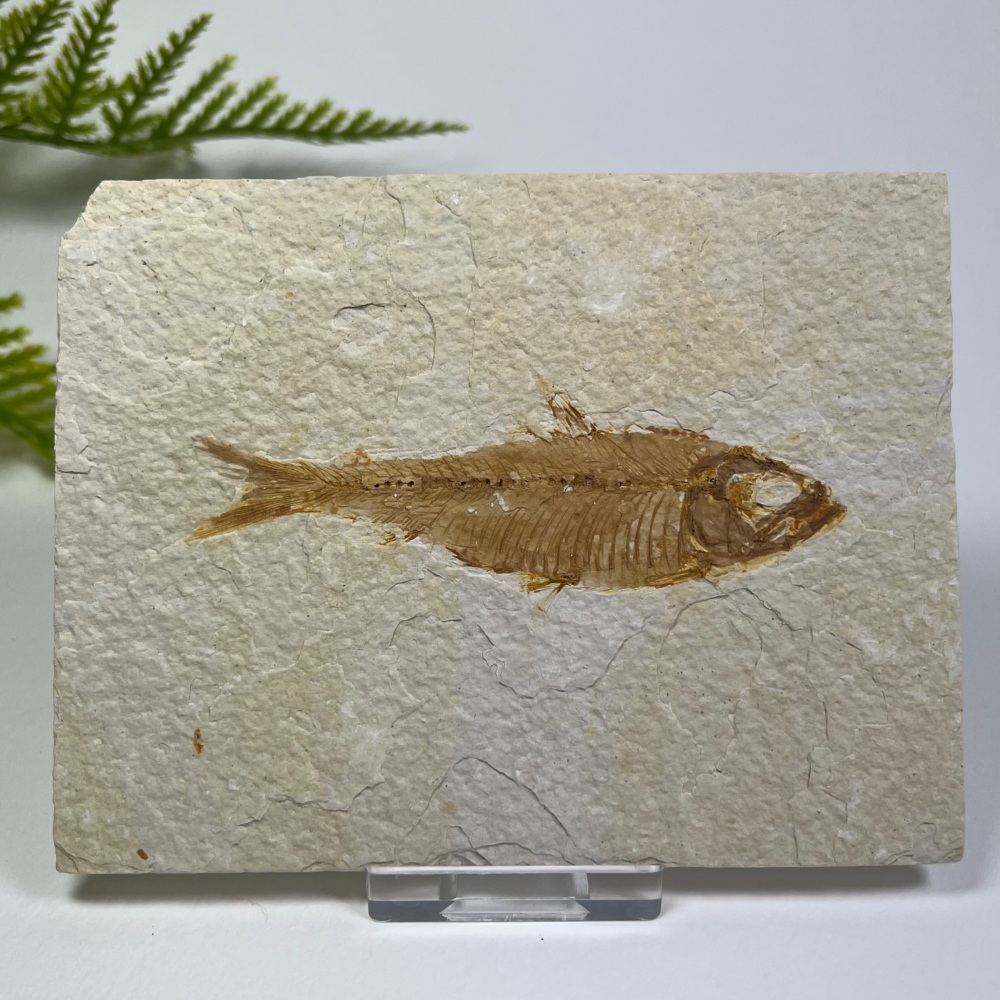 Fossil Fish (Knightia)