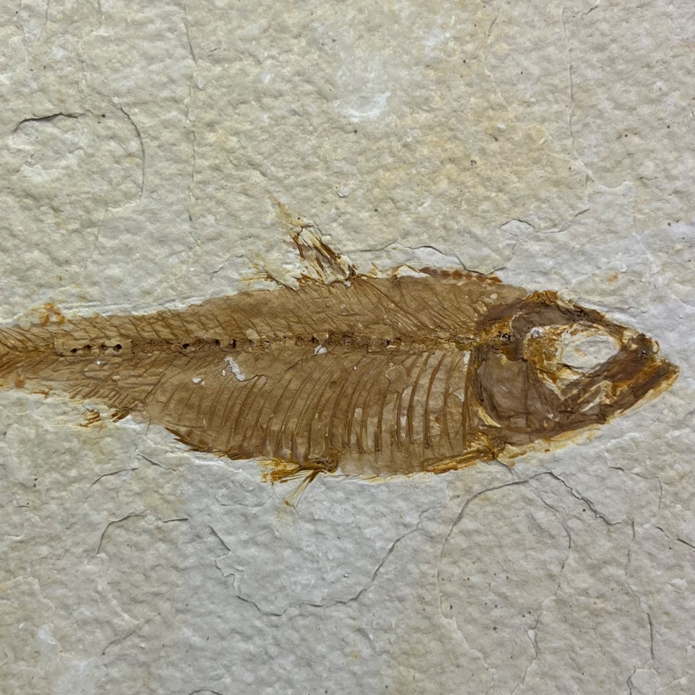 Fossil Fish (Knightia)