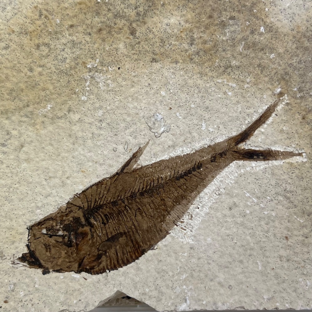 Fossil Fish (Diplomystus)
