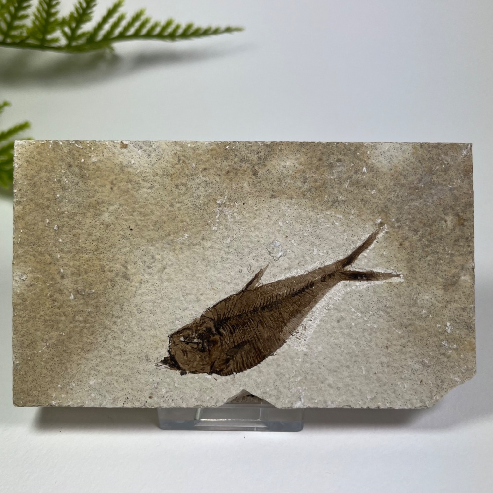 Fossil Fish (Diplomystus)