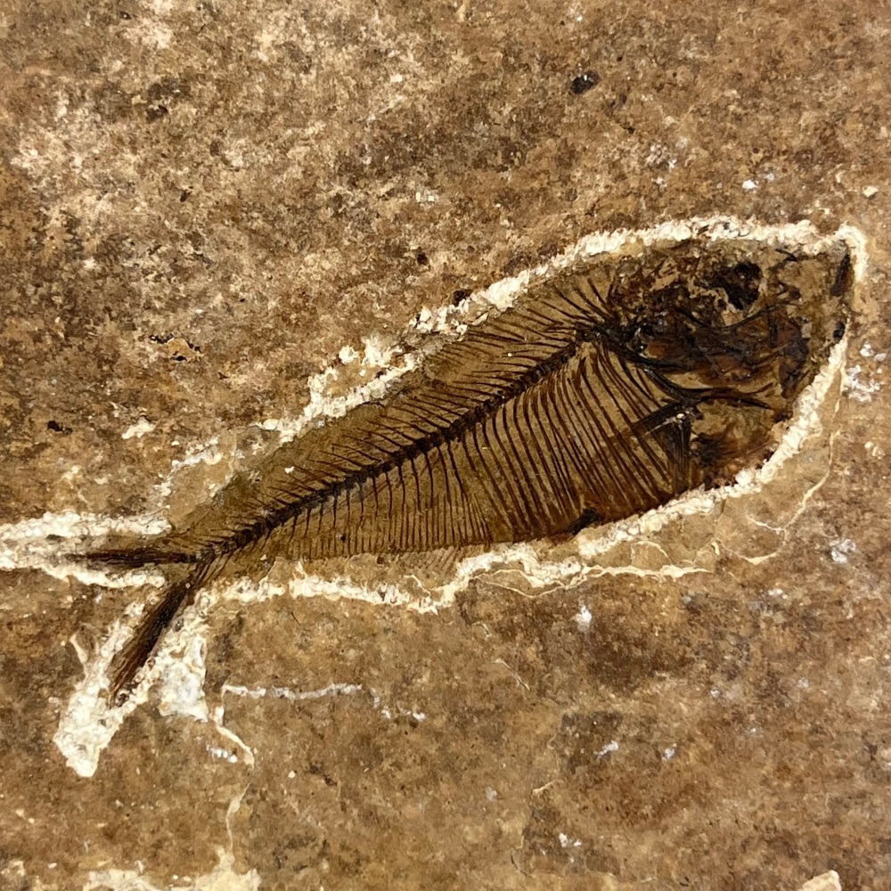 Fossil Fish (Diplomystus)