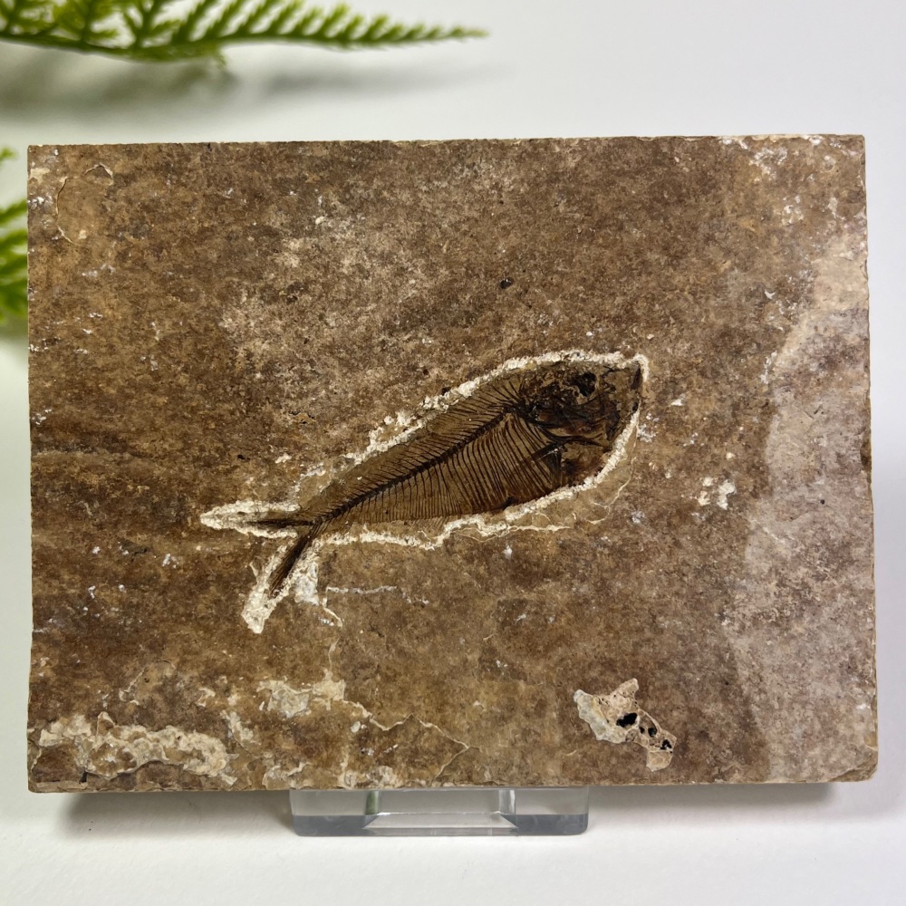 Fossil Fish (Diplomystus)