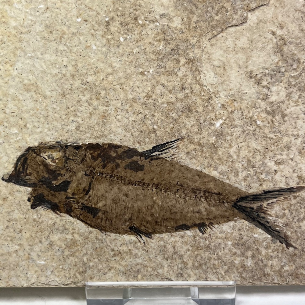 Fossil Fish (Knightia)