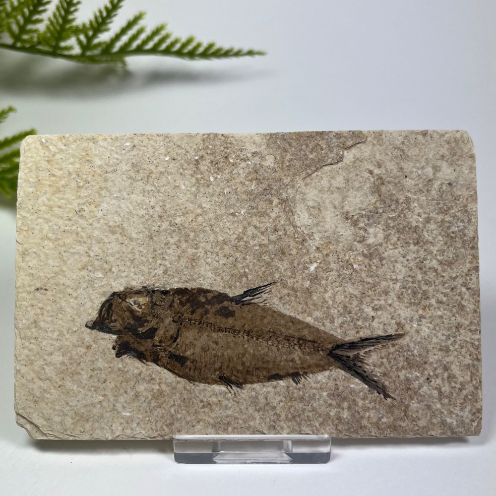 Fossil Fish (Knightia)