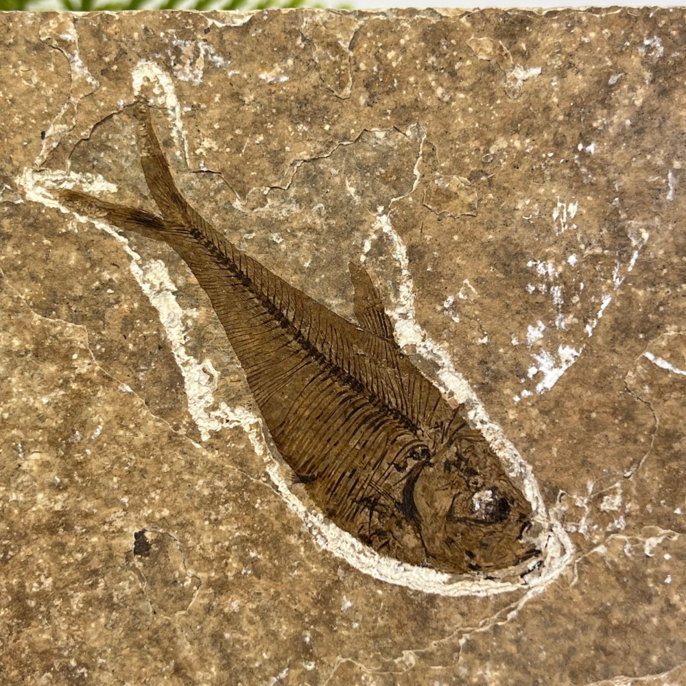 Fossil Fish (Diplomystus)