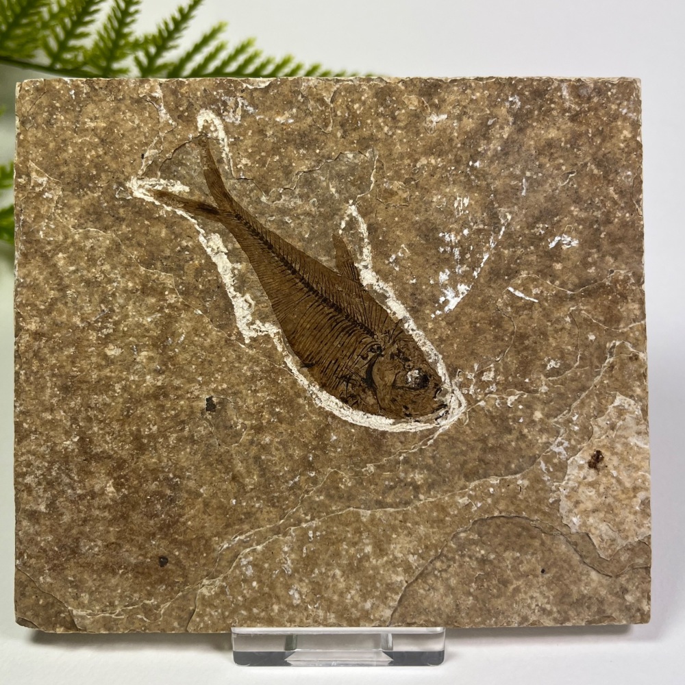 Fossil Fish (Diplomystus)