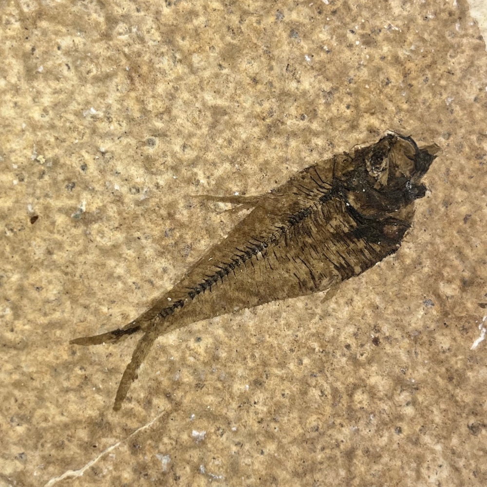 Fossil Fish (Diplomystus)