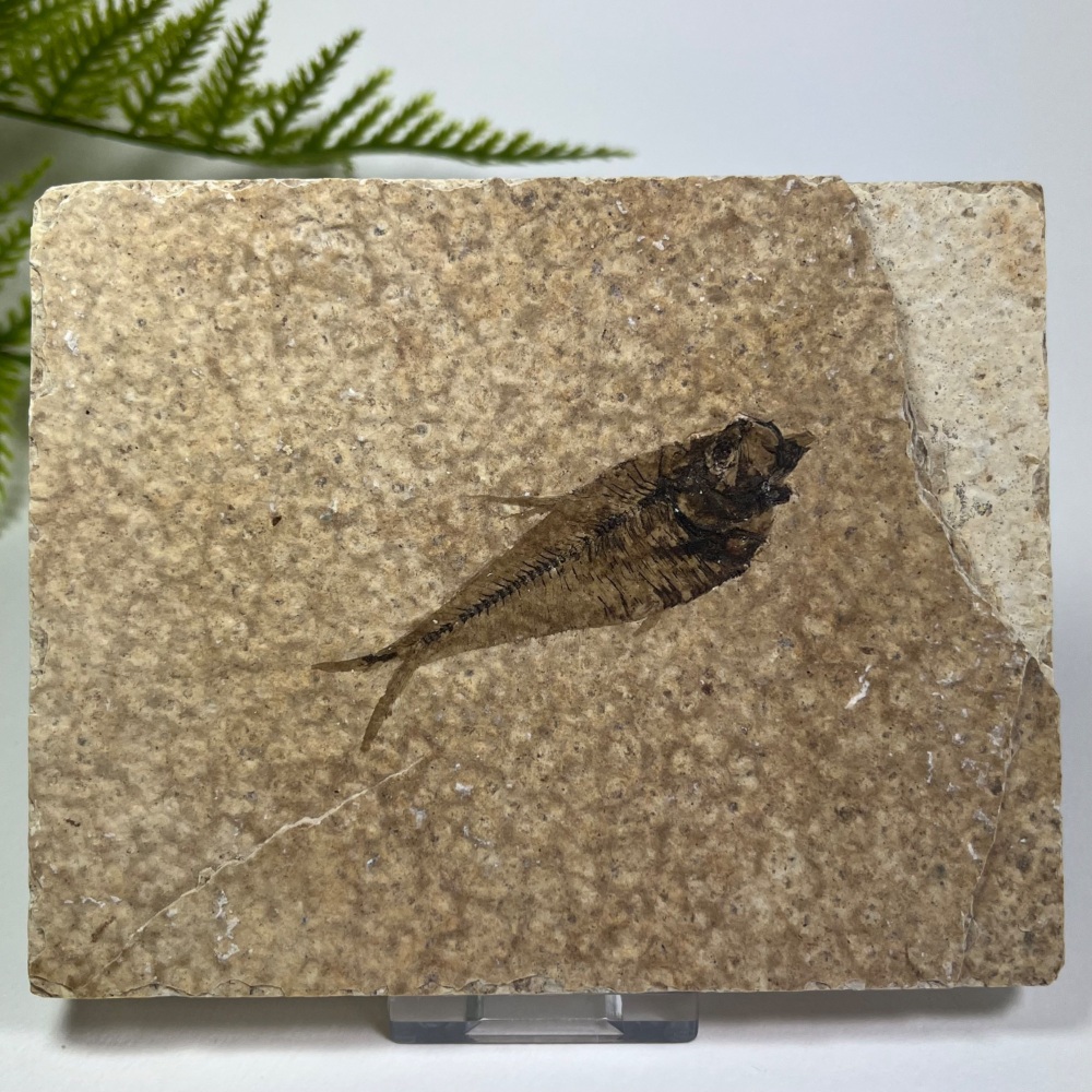 Fossil Fish (Diplomystus)