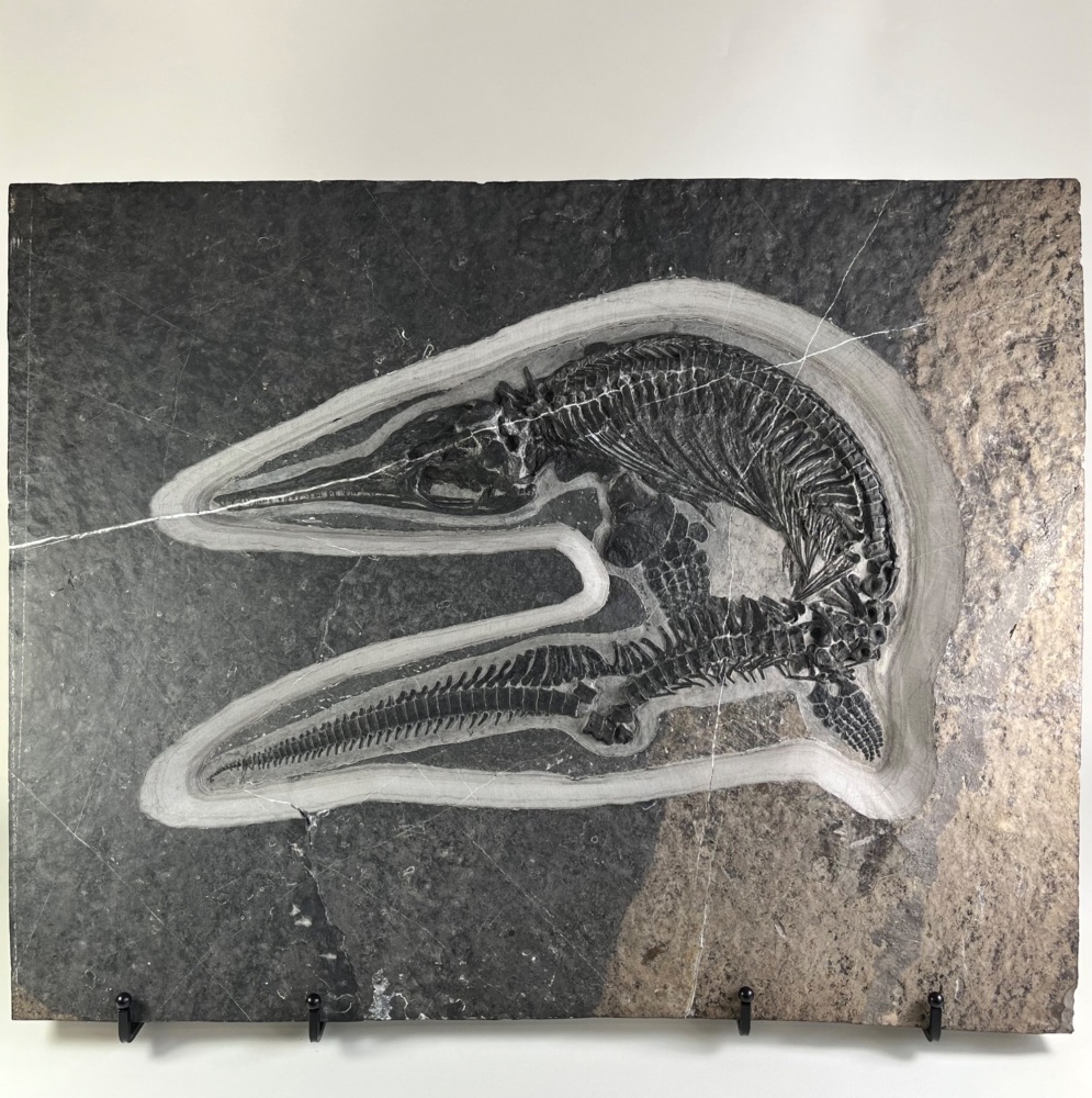 Complete Ichthyosaur Skeleton (Mixosaurus sp.)