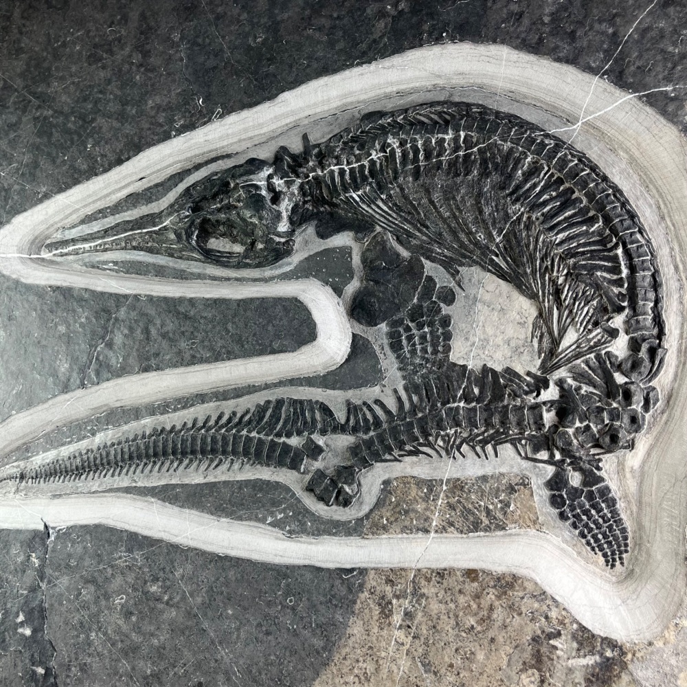 Complete Ichthyosaur Skeleton (Mixosaurus sp.)