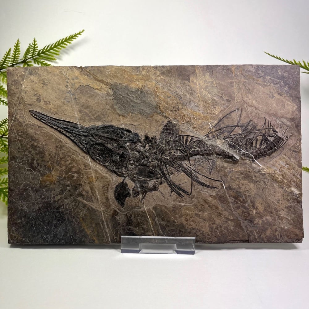 Ichthyosaur Skeleton (Mixosaurus sp.)