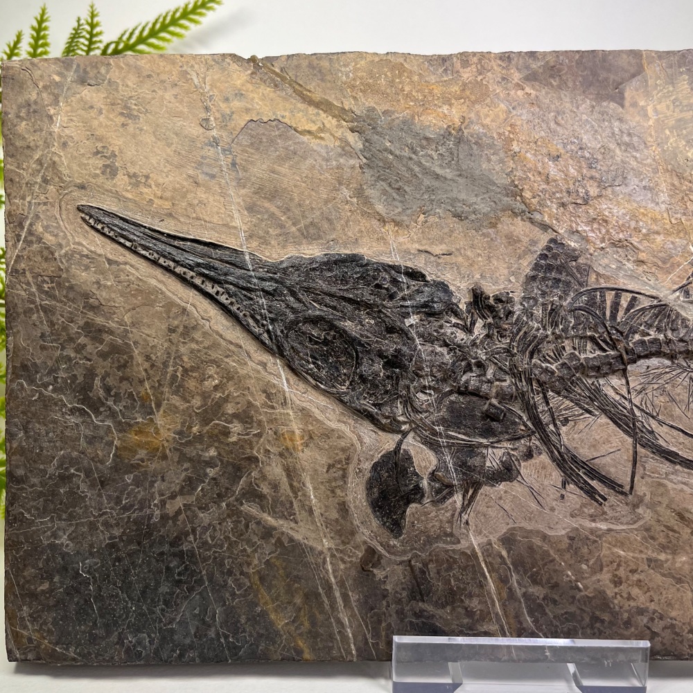 Ichthyosaur Skeleton (Mixosaurus sp.)