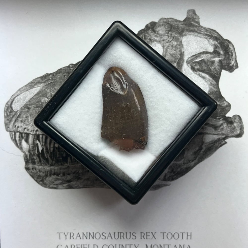 Tyrannosaurus rex Tooth