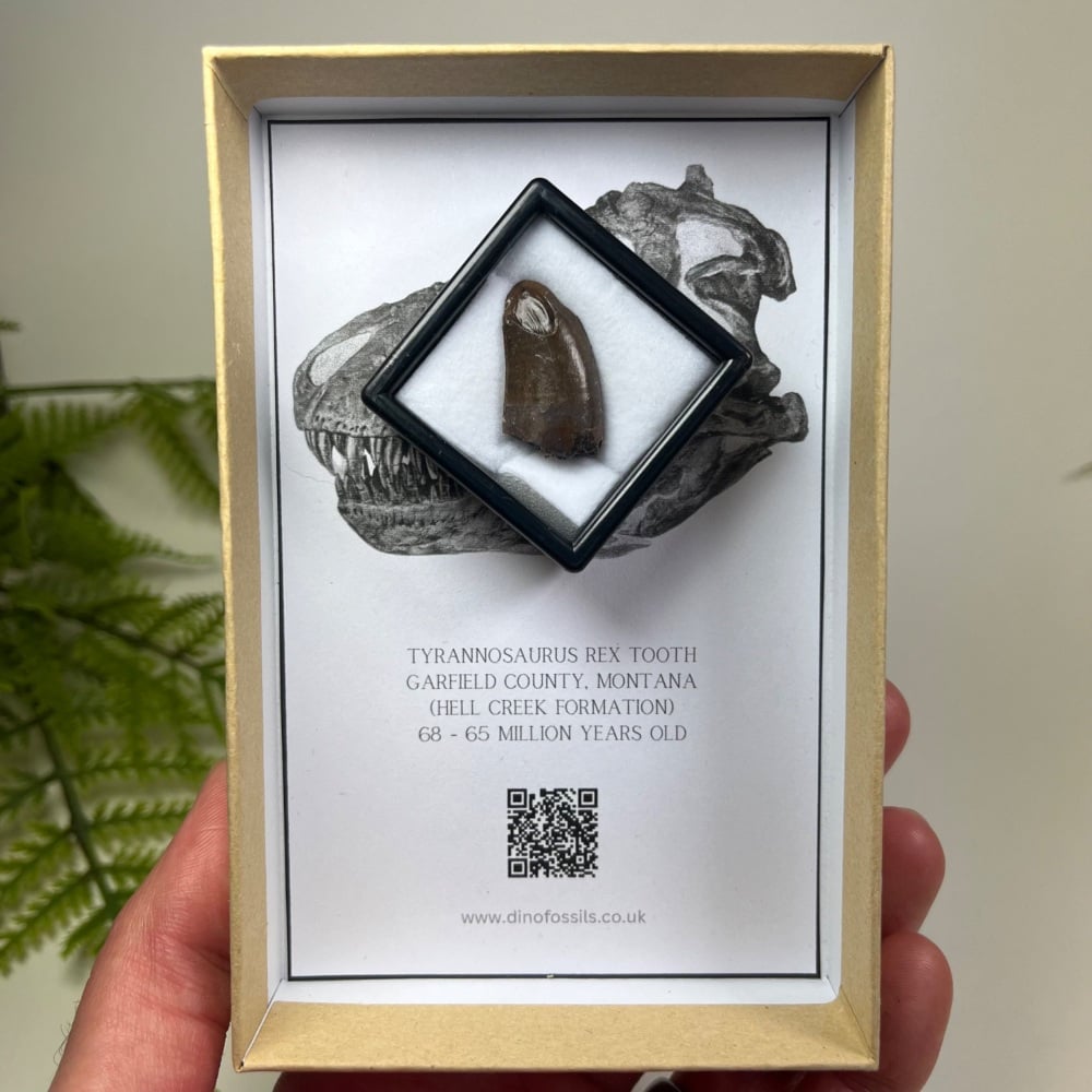 Tyrannosaurus rex Tooth