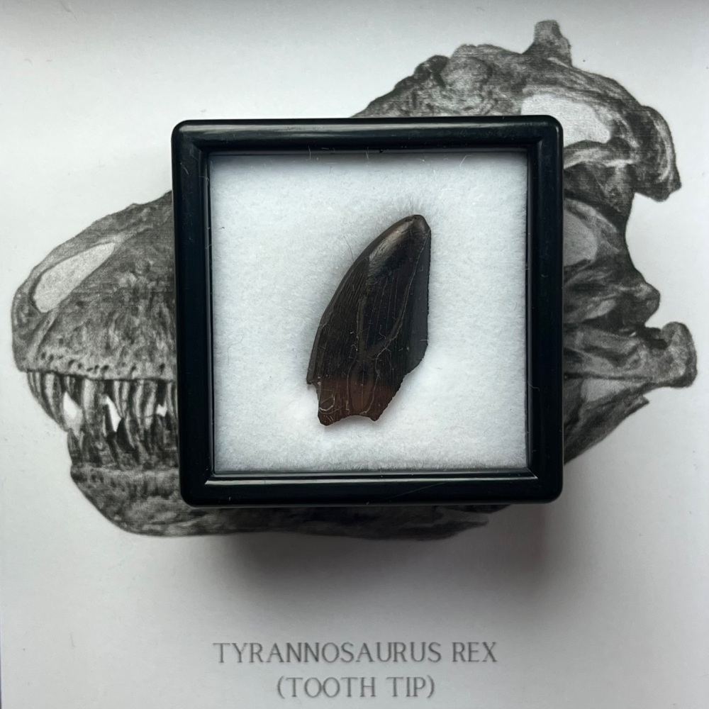 Tyrannosaurus rex Tooth Tip