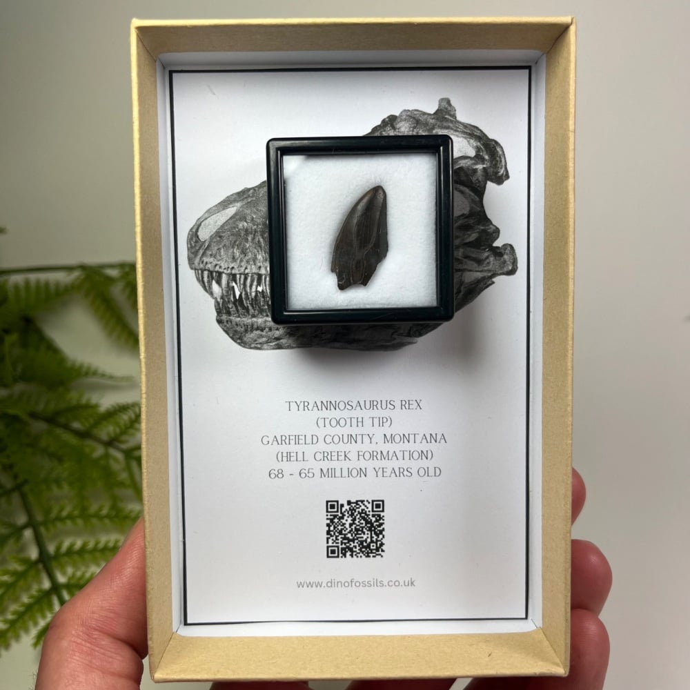 Tyrannosaurus rex Tooth Tip