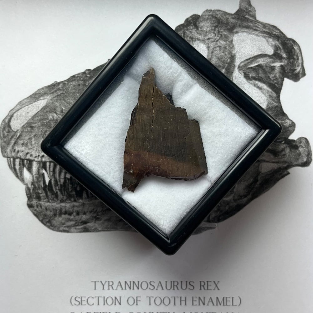Tyrannosaurus rex Tooth Piece