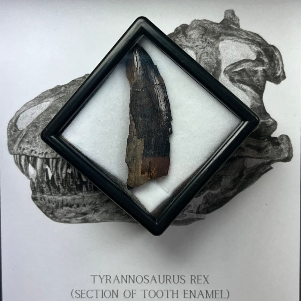 Tyrannosaurus rex Tooth (partial)