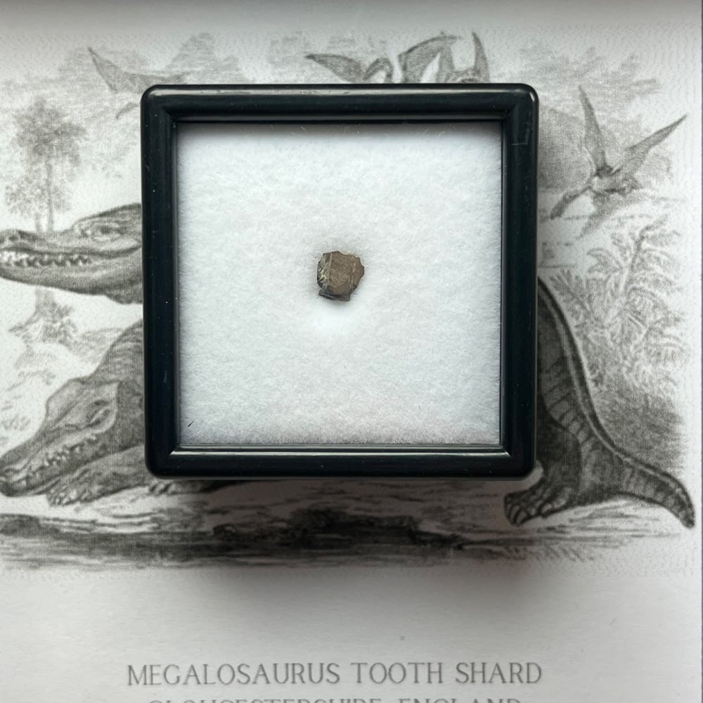 Megalosaurus bucklandii tooth enamel (ultra-rare UK dinosaur)