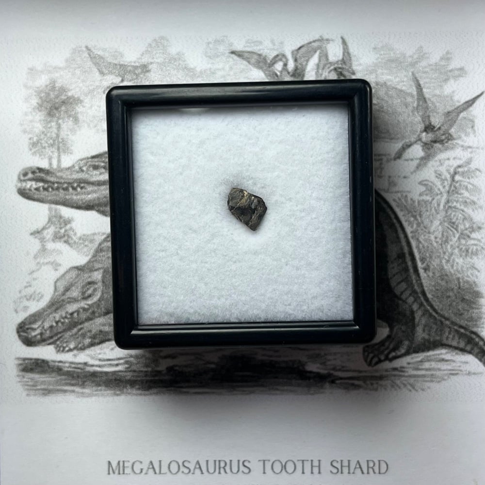 Megalosaurus bucklandii tooth enamel (ultra-rare UK dinosaur)