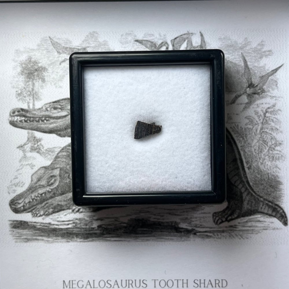 Megalosaurus bucklandii tooth enamel (ultra-rare UK dinosaur)