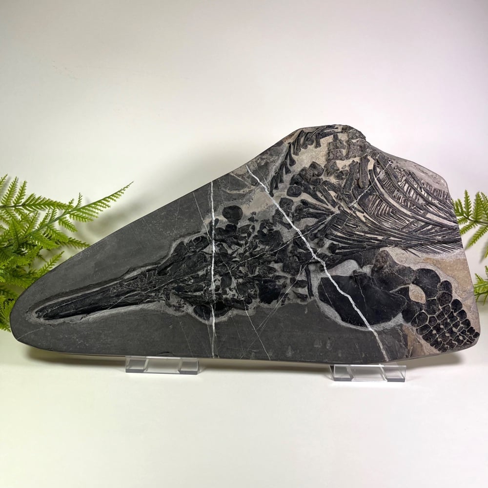 Ichthyosaur Skeleton (Mixosaurus sp.)