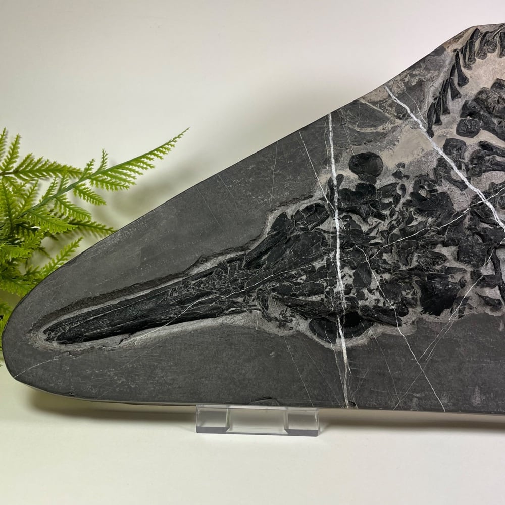Ichthyosaur Skeleton (Mixosaurus sp.)