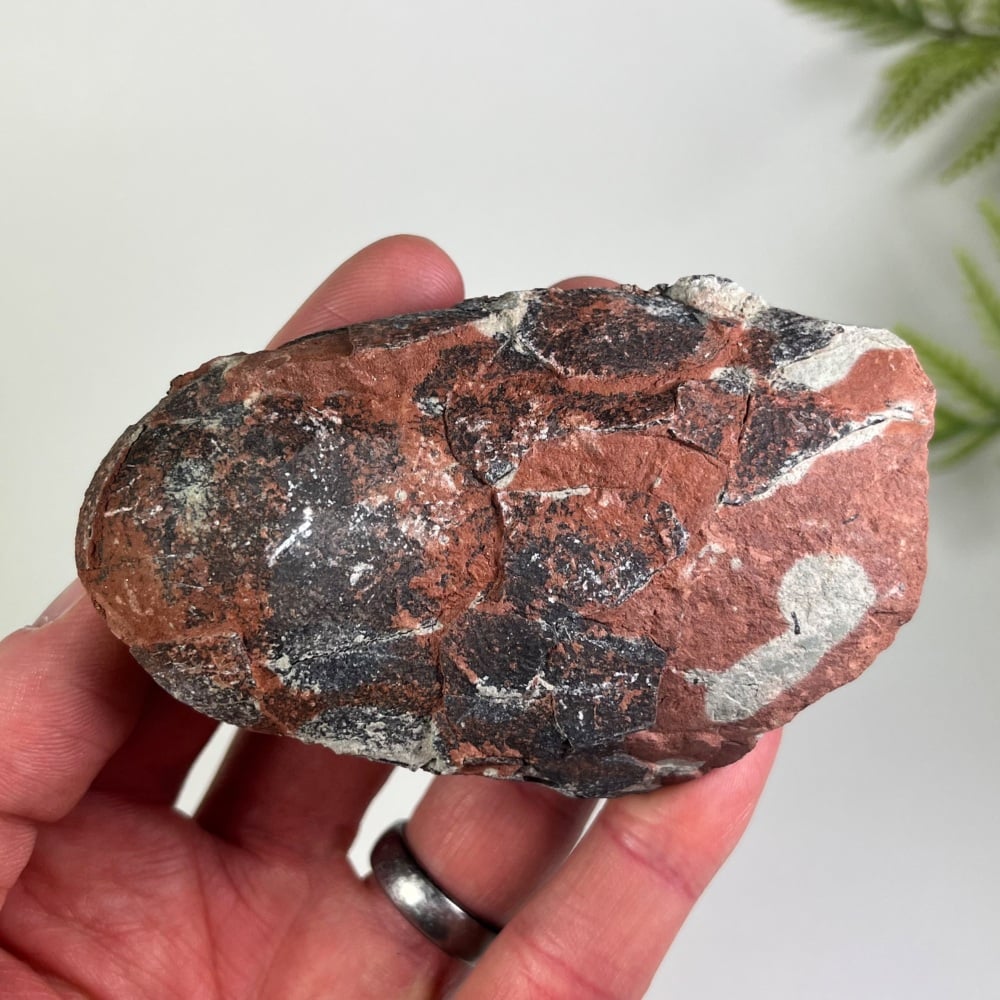 Oviraptorid Dinosaur Egg