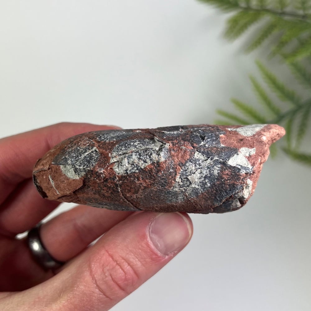 Oviraptorid Dinosaur Egg