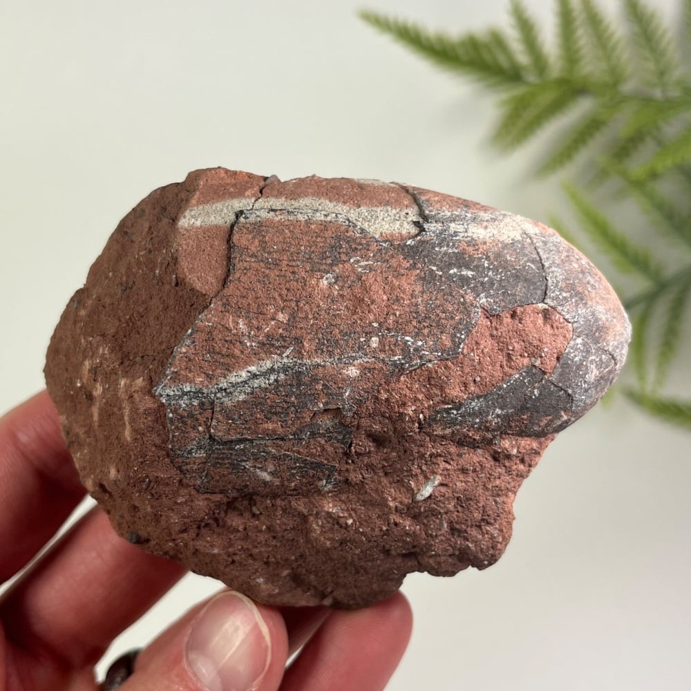Oviraptorid Dinosaur Egg
