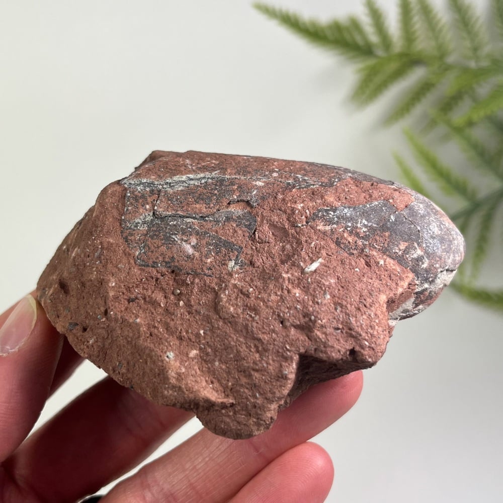 Oviraptorid Dinosaur Egg